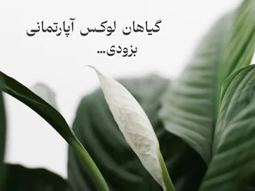 گیاهان آپارتمانی